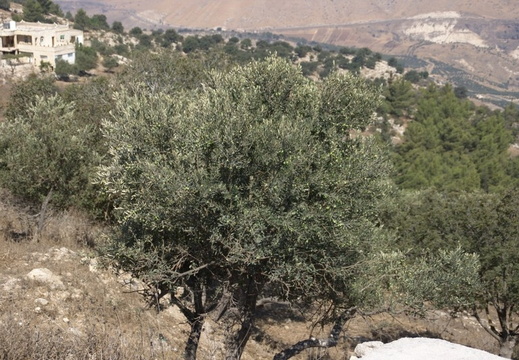 Jordanie - Septembre 2011